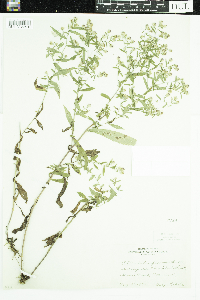 Symphyotrichum lateriflorum image