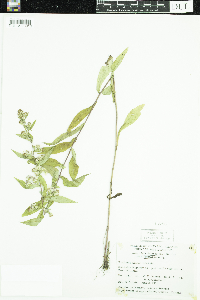 Symphyotrichum lateriflorum image