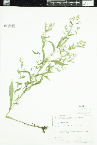 Symphyotrichum lateriflorum image
