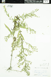 Symphyotrichum lateriflorum image