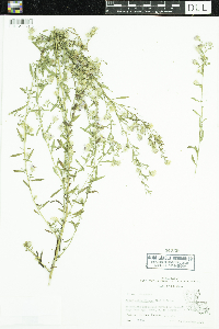 Symphyotrichum lateriflorum image