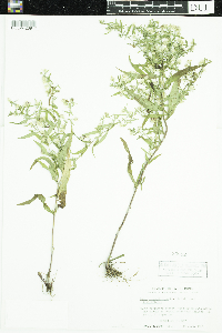 Thumbnail image of current specimen