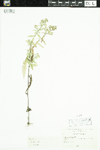 Symphyotrichum lateriflorum image