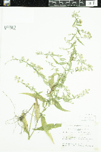 thumbnail image of current specimen
