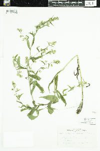 Symphyotrichum lateriflorum image