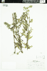 Symphyotrichum lateriflorum image