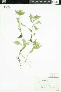 Symphyotrichum lateriflorum image