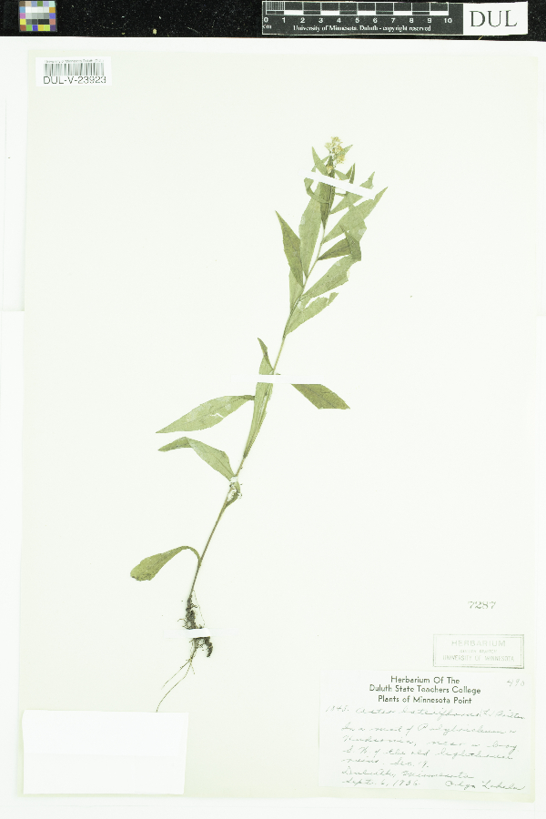 Symphyotrichum lateriflorum image