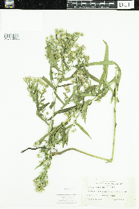 Thumbnail image of current specimen