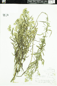 Symphyotrichum lanceolatum var. lanceolatum image