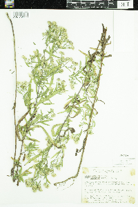 Symphyotrichum lanceolatum var. interior image