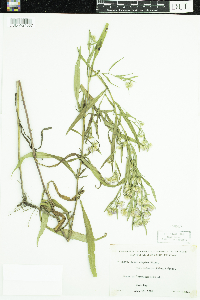 Symphyotrichum lanceolatum var. interior image