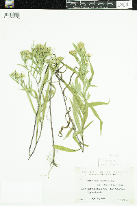 Symphyotrichum lanceolatum var. interior image