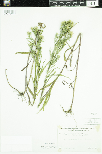 Symphyotrichum lanceolatum var. interior image