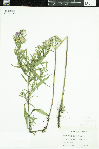 Symphyotrichum lanceolatum var. interior image