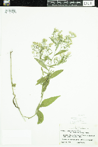 Symphyotrichum lanceolatum var. interior image