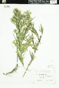 Symphyotrichum lanceolatum var. interior image