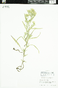 Symphyotrichum lanceolatum var. hesperium image