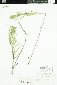 Symphyotrichum lanceolatum var. hesperium image