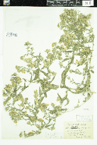 Symphyotrichum lanceolatum var. hesperium image