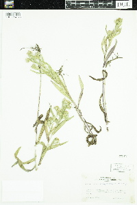 Symphyotrichum lanceolatum var. hesperium image