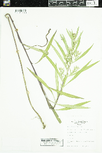 Symphyotrichum lanceolatum var. hesperium image