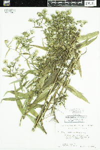 Symphyotrichum lanceolatum var. hesperium image