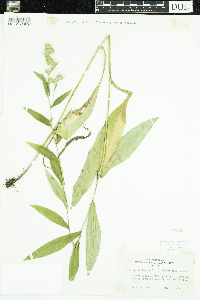 Symphyotrichum laeve var. laeve image