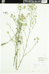 Symphyotrichum laeve var. geyeri image