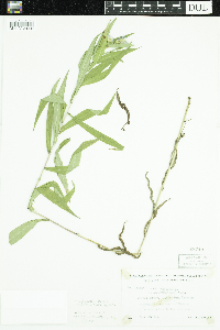 Symphyotrichum firmum image