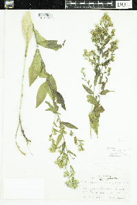 Symphyotrichum firmum image