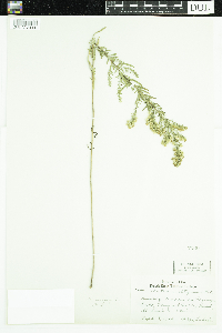 Symphyotrichum ericoides image