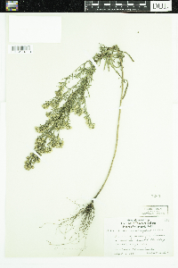 Symphyotrichum ericoides image