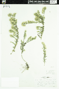 Symphyotrichum ericoides image