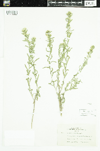 Symphyotrichum ericoides image