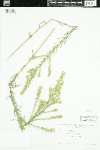 Symphyotrichum ericoides image
