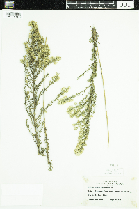 Symphyotrichum ericoides image
