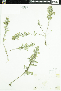 Symphyotrichum ericoides image