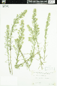 Symphyotrichum ericoides image