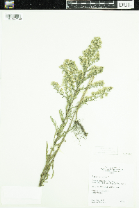 Symphyotrichum ericoides image