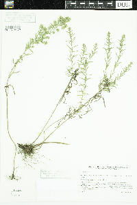Symphyotrichum ericoides image