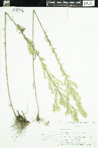 Symphyotrichum ericoides image