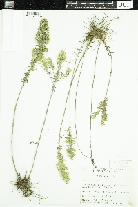 Symphyotrichum ericoides image