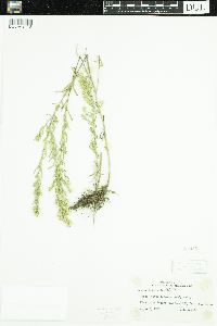 Symphyotrichum ericoides image