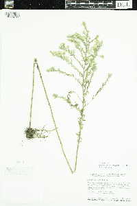 Symphyotrichum ericoides image
