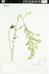 Symphyotrichum ericoides image