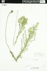 Symphyotrichum ericoides image