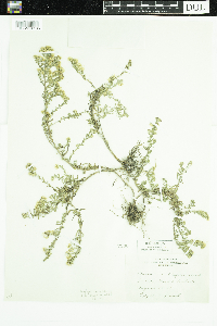 Symphyotrichum ericoides var. ericoides image