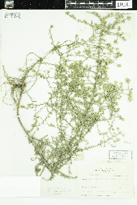 Symphyotrichum ericoides var. ericoides image