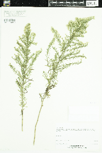 Symphyotrichum ericoides image
